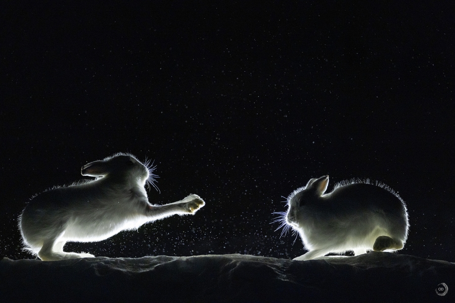 Arctic hare <i>(Lepus arcticus)</i>