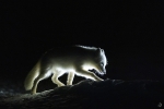 Artic fox <i>(Vulpes lagopus)</i>