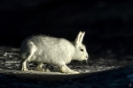 Arctic hare <i>(Lepus arcticus)</i>