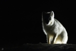 Artic fox <i>(Vulpes lagopus)</i>