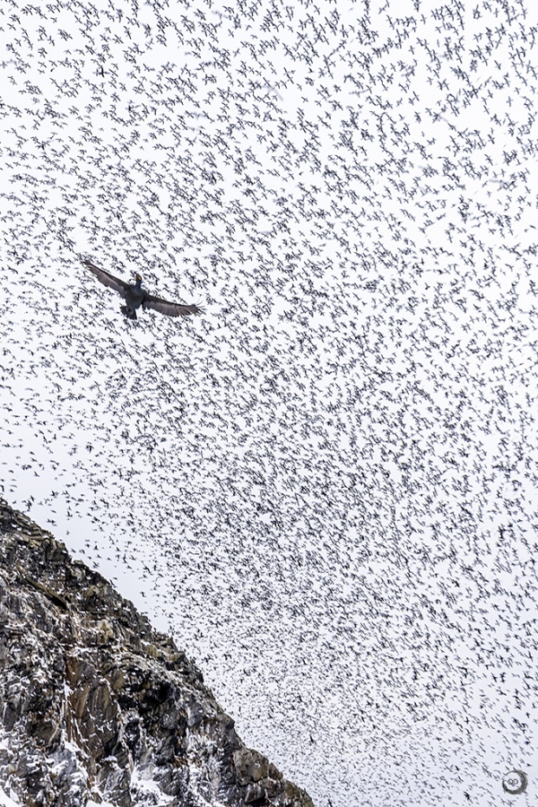 European shag <i>(Phalacrocorax aristotelis)</i>