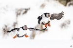 Puffin <i> (Fratercula arctica) </i>
