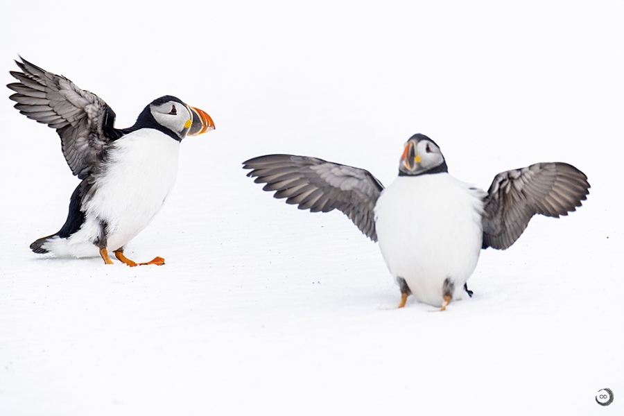 Puffin <i> (Fratercula arctica) </i>