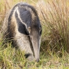 Giant anteater <I> (Myrmecophaga tridactyla) </i>