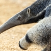 Giant anteater <I> (Myrmecophaga tridactyla) </i>