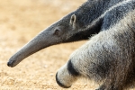Oso hormiguero gigante <i> (Myrmecophaga tridactyla) </i>