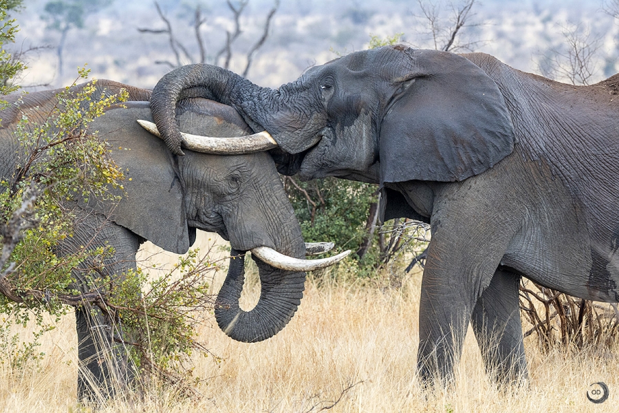African elephant <i> (Loxodonta africana)</i>