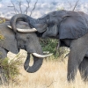 African elephant <i> (Loxodonta africana)</i>