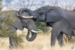 Elefante africano <i> (Loxodonta africana)</i>